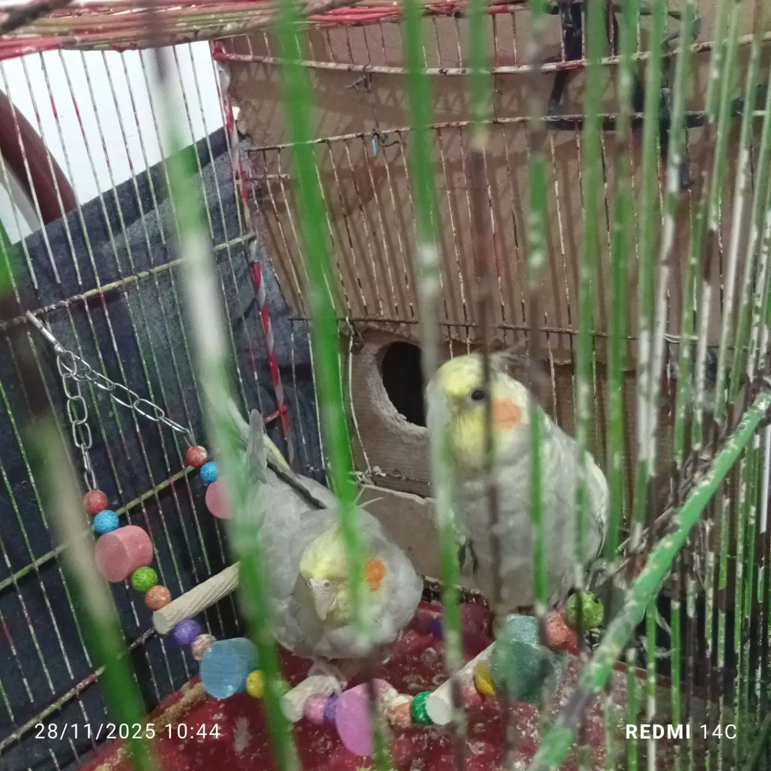 یک جفت عروس هلندی سالم ودستی|پرنده|نیشابور, ده حلاج|دیوار