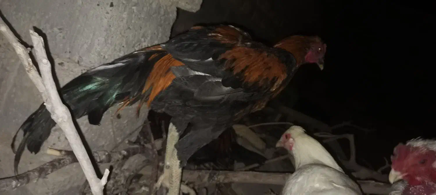 خروس اصیل لاری|حیوانات مزرعه|جزنیک, |دیوار