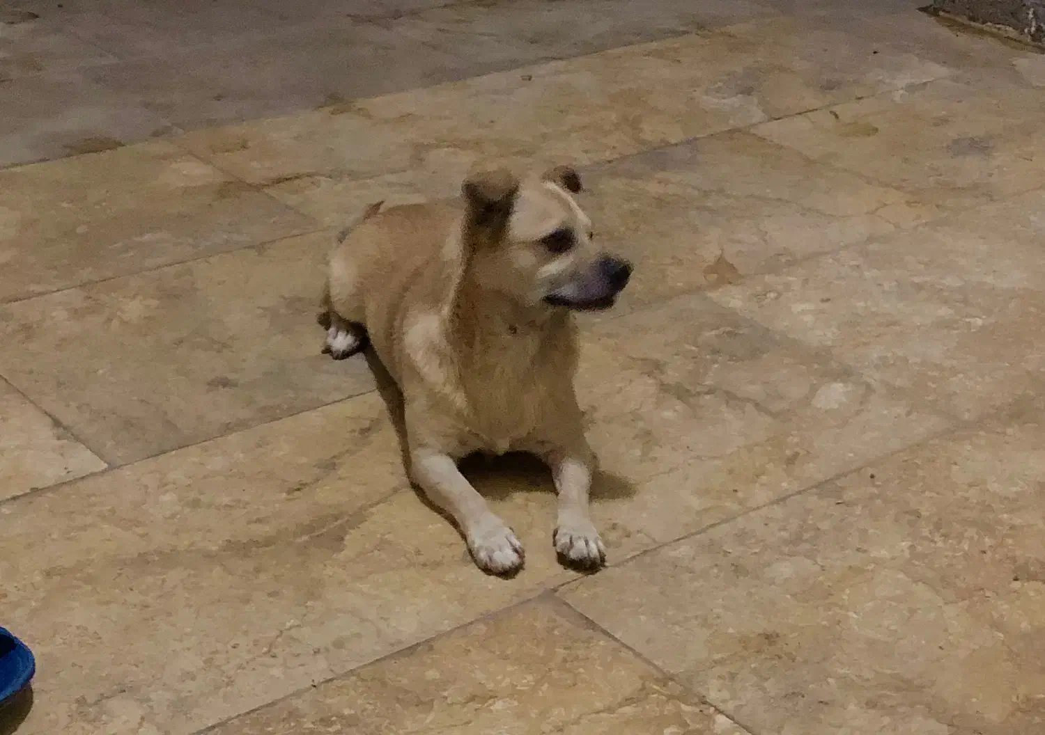 پاکوتاه تمیز و اروم|سگ|قائم‌شهر, |دیوار