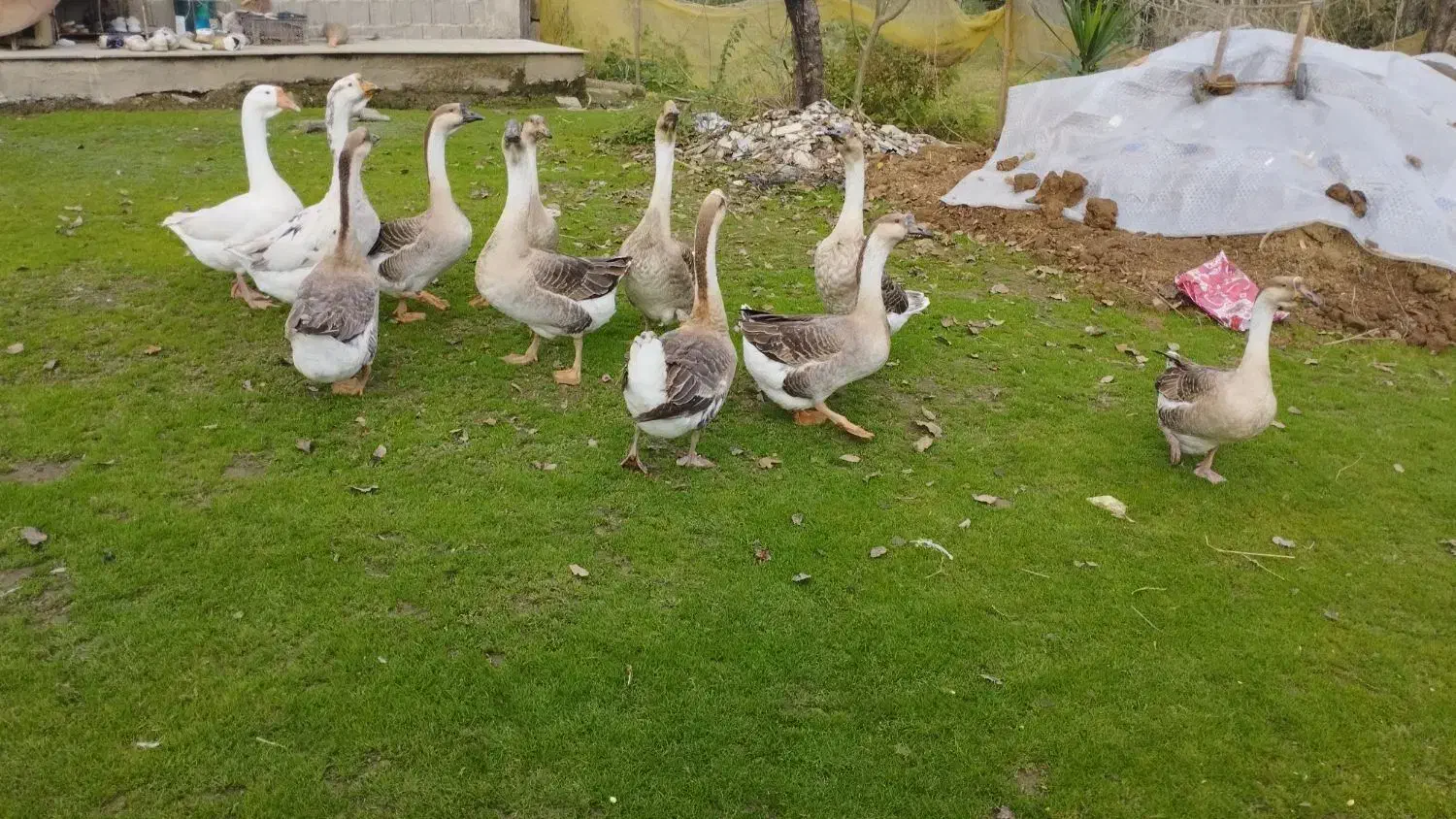 قو غاز سالم نر۱۴۰۰.    ماده ۱۳۰۰خودتون انتخاب کنید|حیوانات مزرعه|فومن, |دیوار