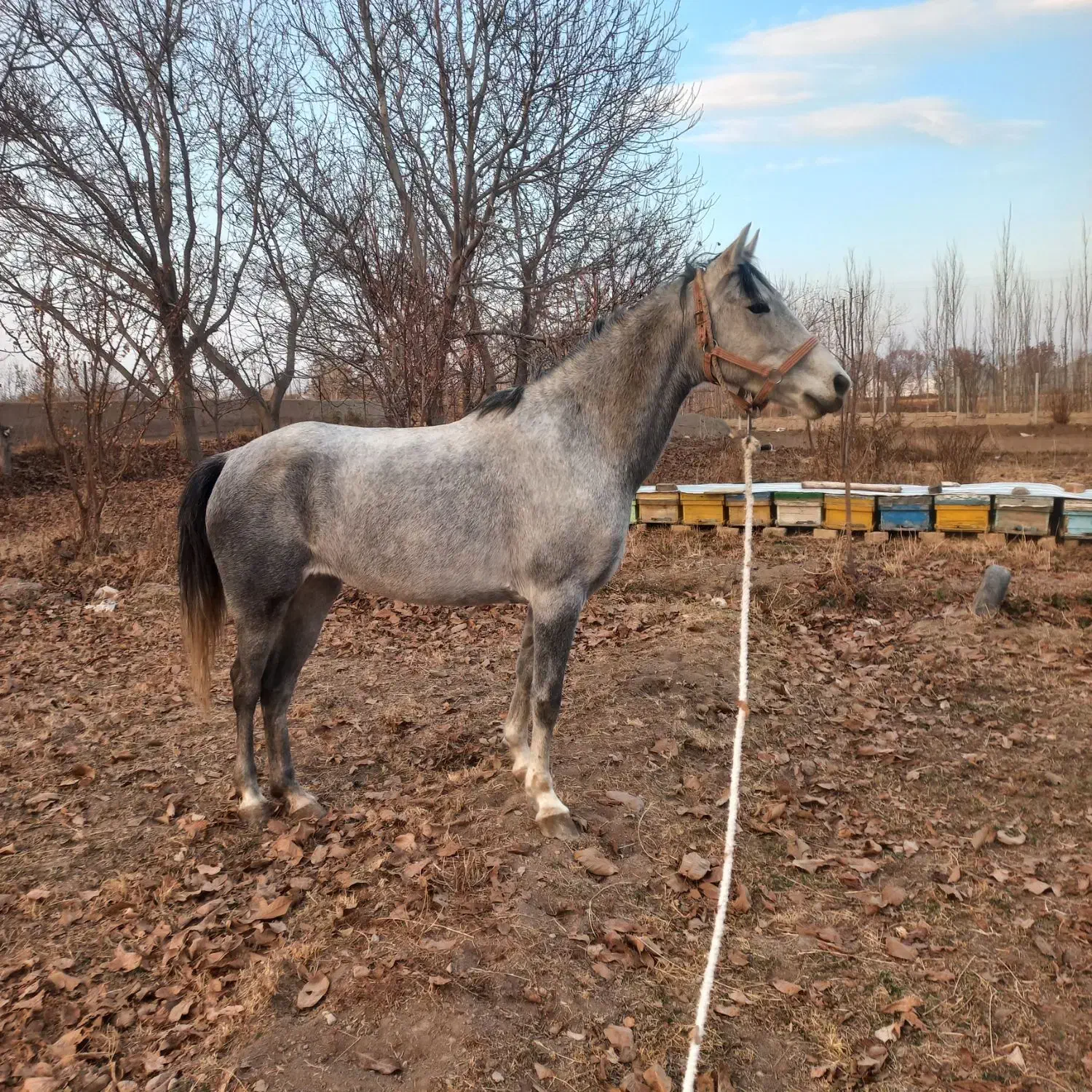 اسب|اسب و تجهیزات اسبسواری|درگزین, |دیوار