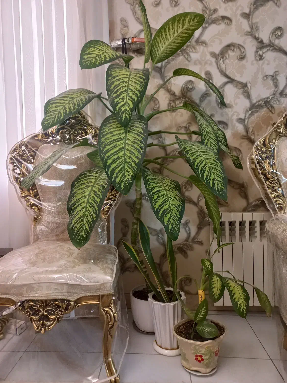 گل های طبیعی|گل و گیاه طبیعی|محمدشهر, همایون ویلا|دیوار