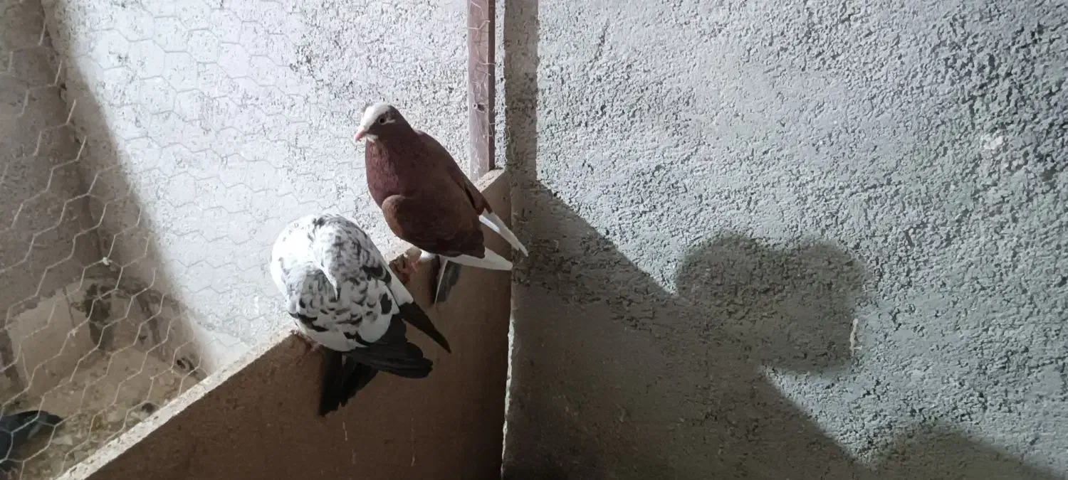 کفتر یا کبوتر|پرنده|مشکیندشت, |دیوار