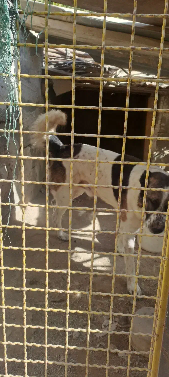 سگ نگهبان|سگ|چهارباغ, |دیوار