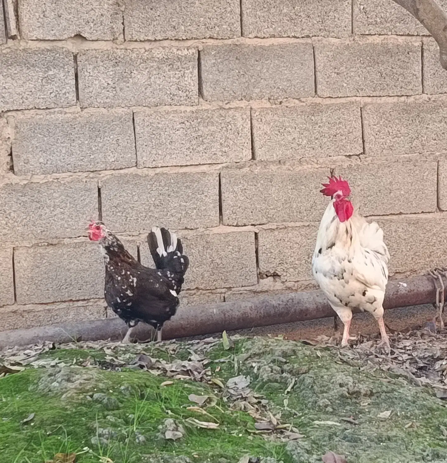 جوجه گلین|حیوانات مزرعه|زرگرشهر, |دیوار