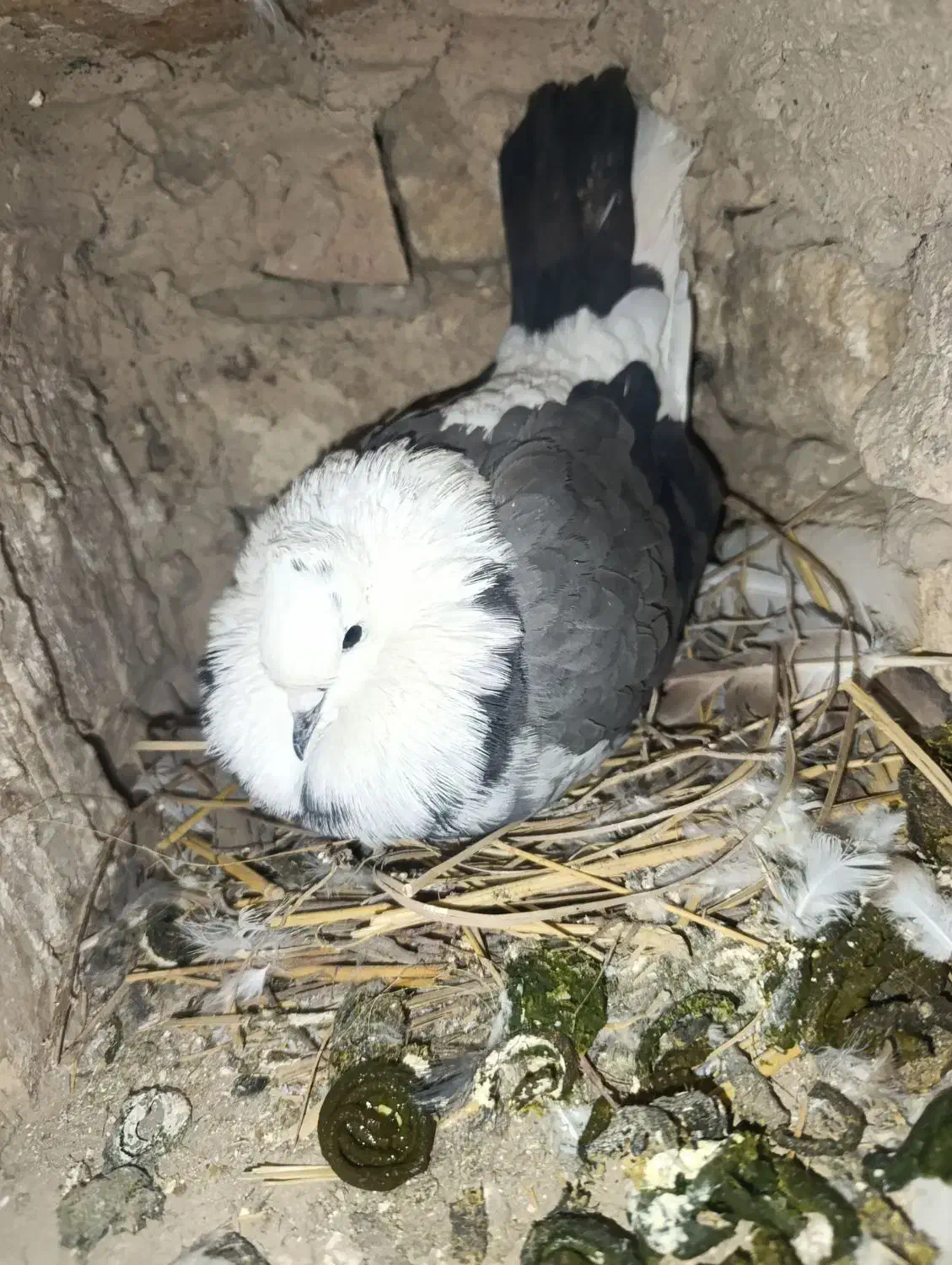 کبوتر|پرنده|جوادآباد, |دیوار