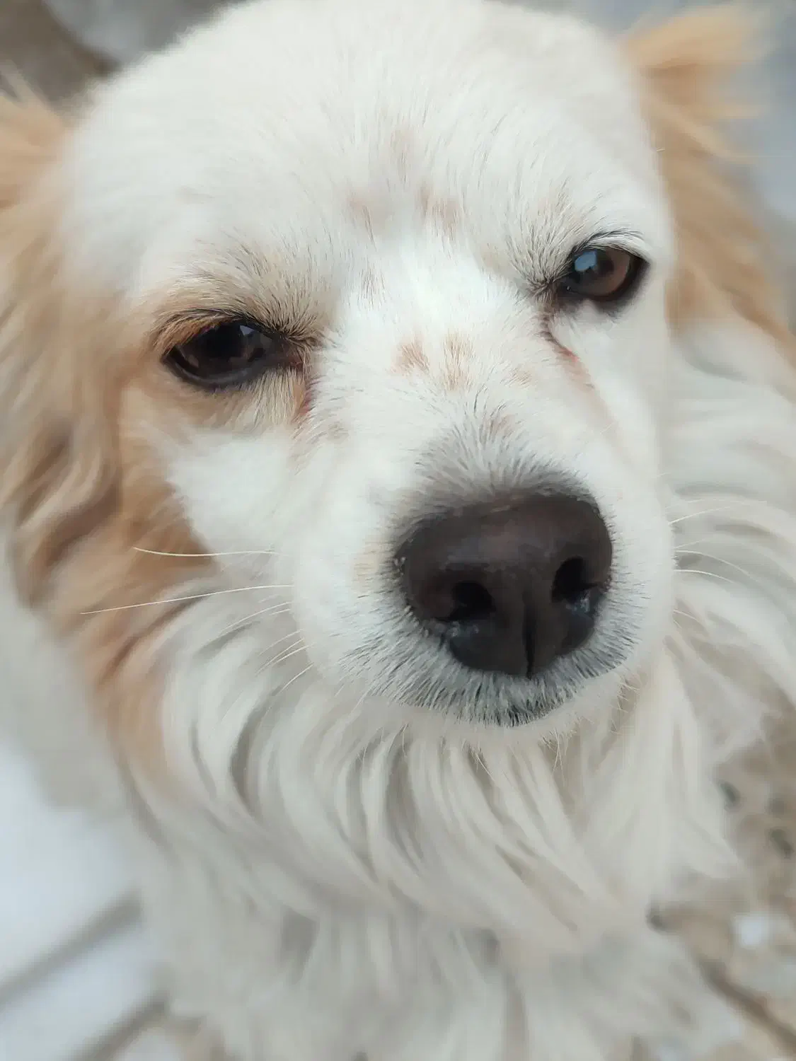 سگ پا کوتاه|سگ|ایذه, |دیوار