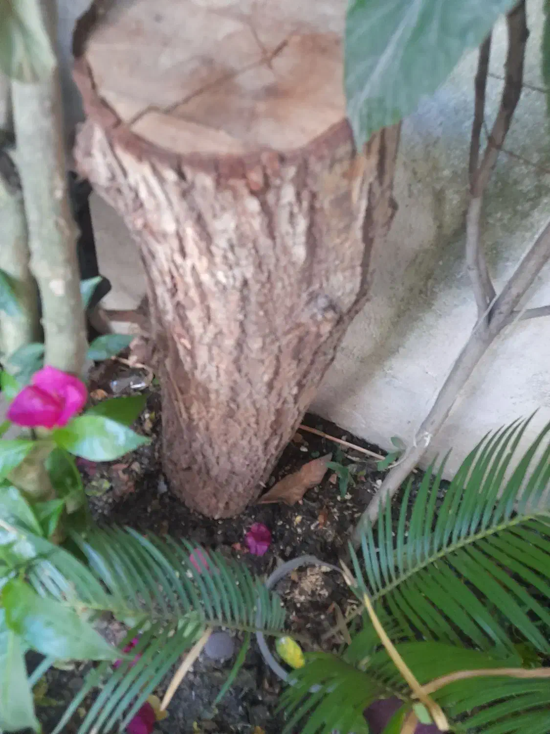 تنه درخت|گل و گیاه طبیعی|رشت, جانبازان|دیوار