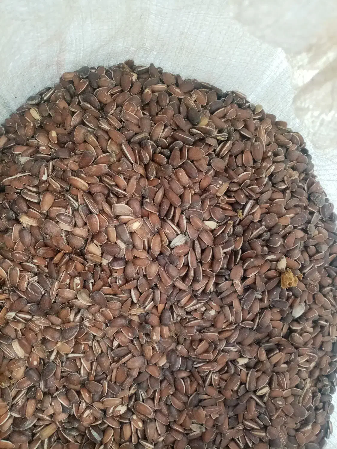 تخمه فندقی 80کیلو است وتخمه دانه بلند ژاپنی|خوردنی و آشامیدنی|تربت جام, شهید مدرس|دیوار