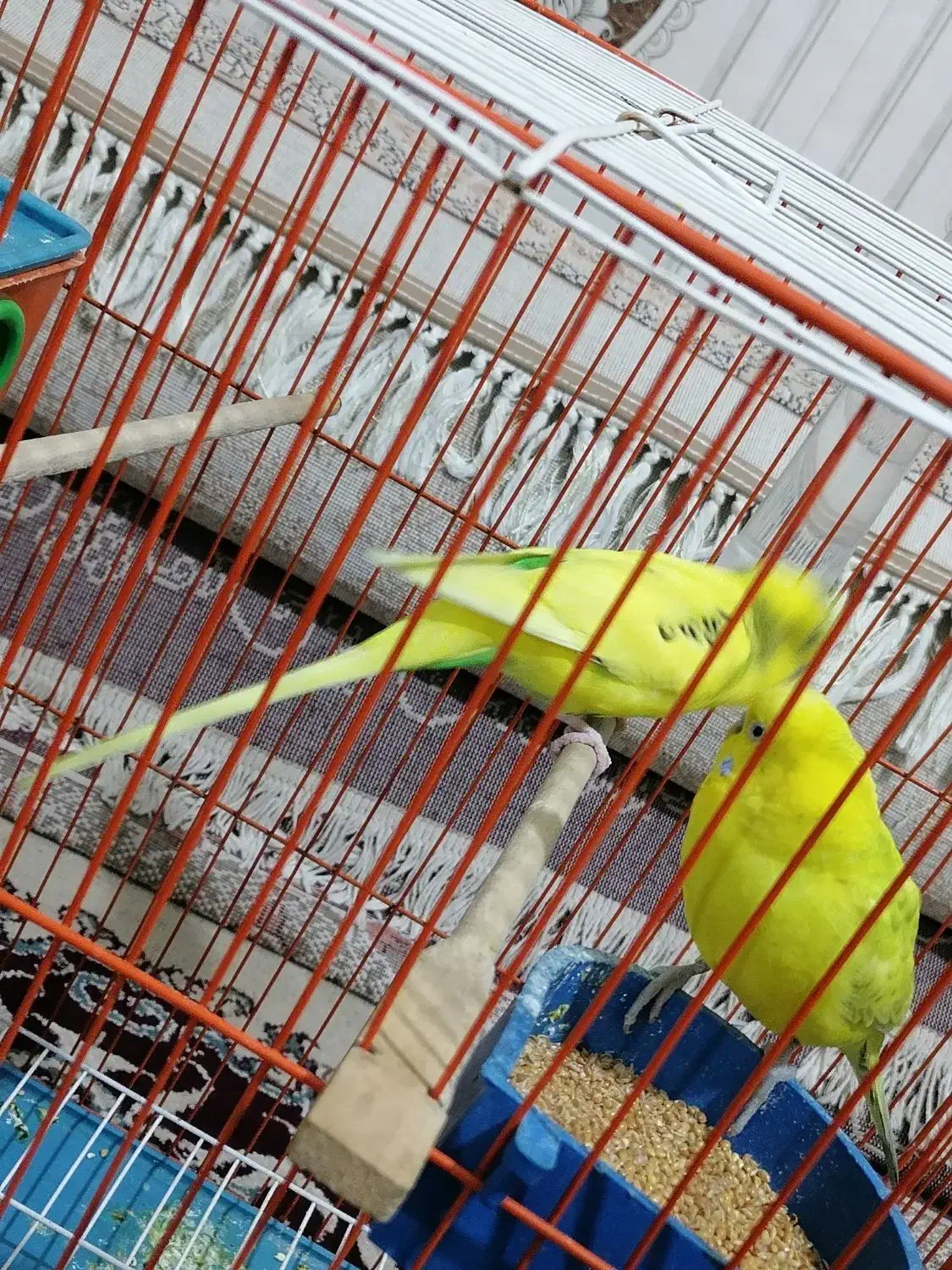 مرغ عشق سرحال باقفس بزرگ|پرنده|اهواز, چهارصد دستگاه|دیوار