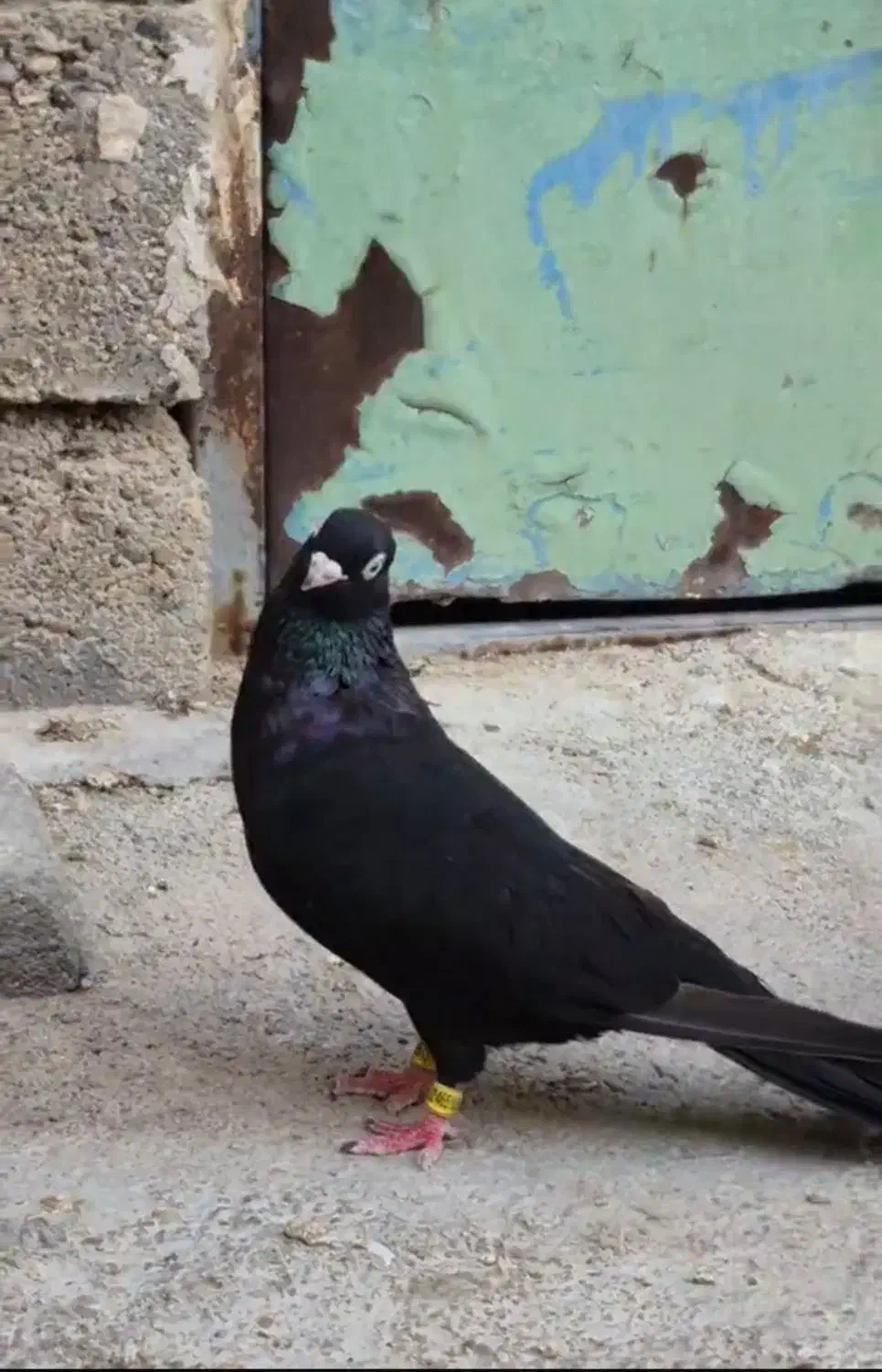 کبوتر|پرنده|بندر ماهشهر, |دیوار