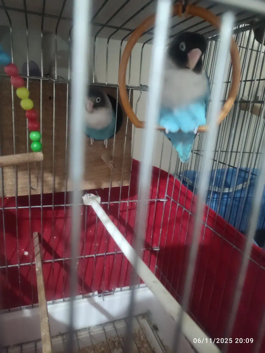 طوطی برزیلی|پرنده|نسیم‌شهر, |دیوار