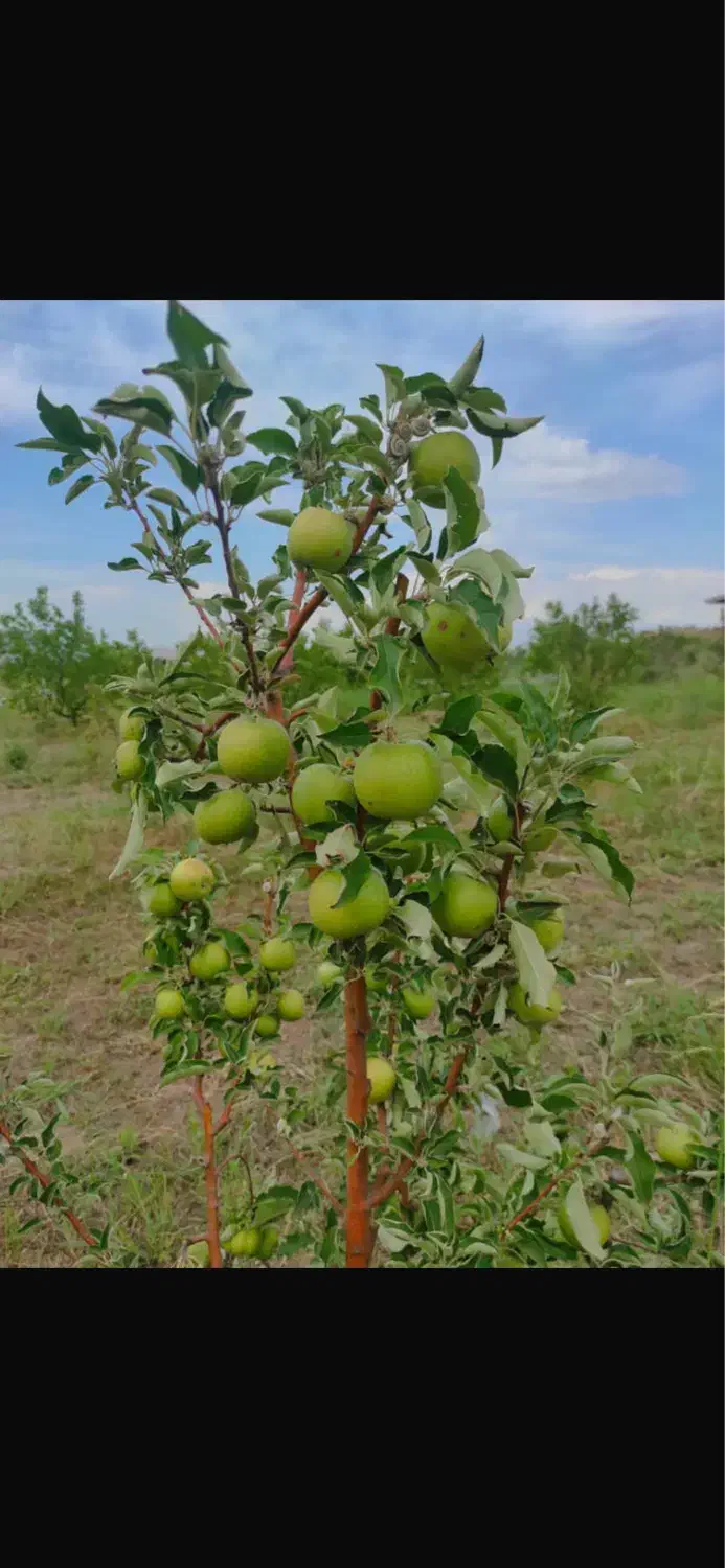فروش باغ دارای سند شش دانگ|فروش زمین و ملک کلنگی|شوط, |دیوار