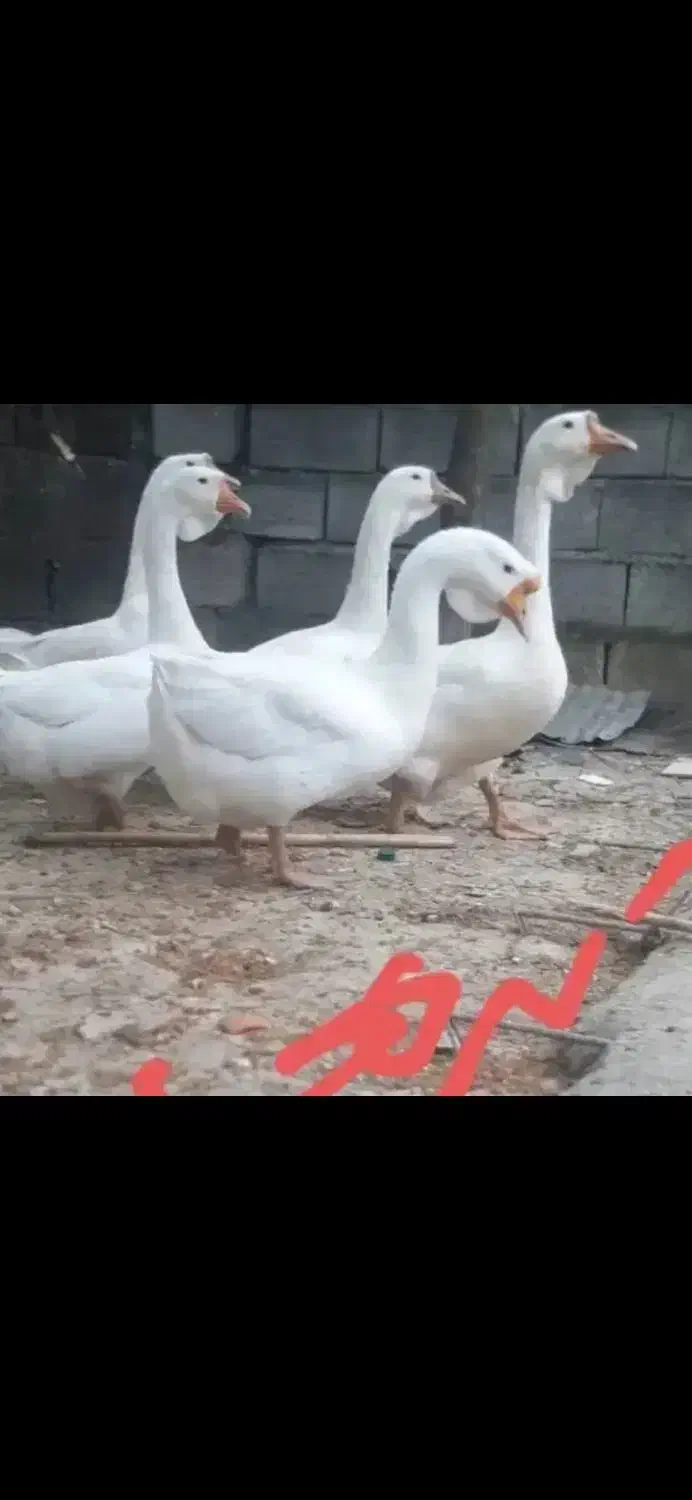 ۶عدد جوجه قوغازلیندایی از نژاد لوکس قبدار دوناف|حیوانات مزرعه|بابل, |دیوار