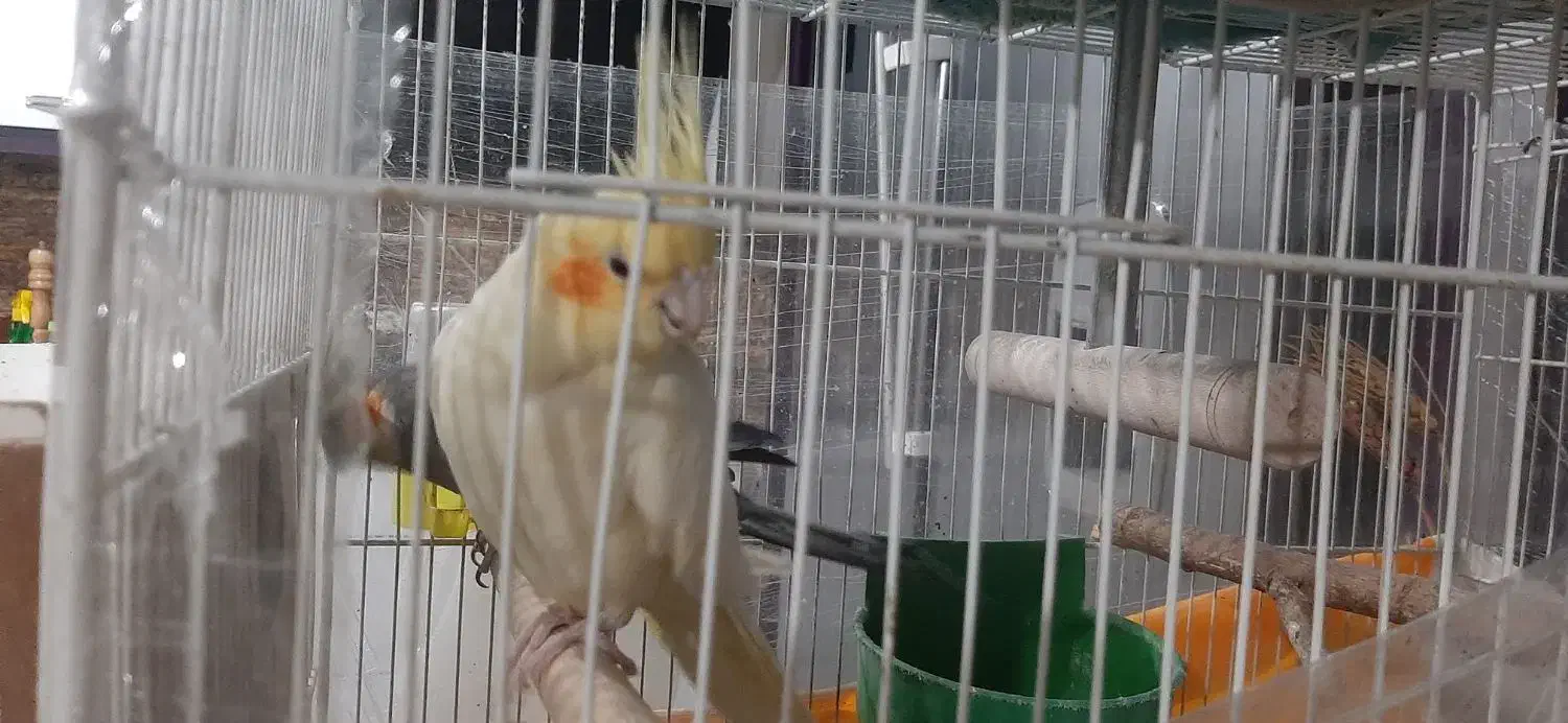 عروس هلندی مولد|پرنده|چناران, |دیوار