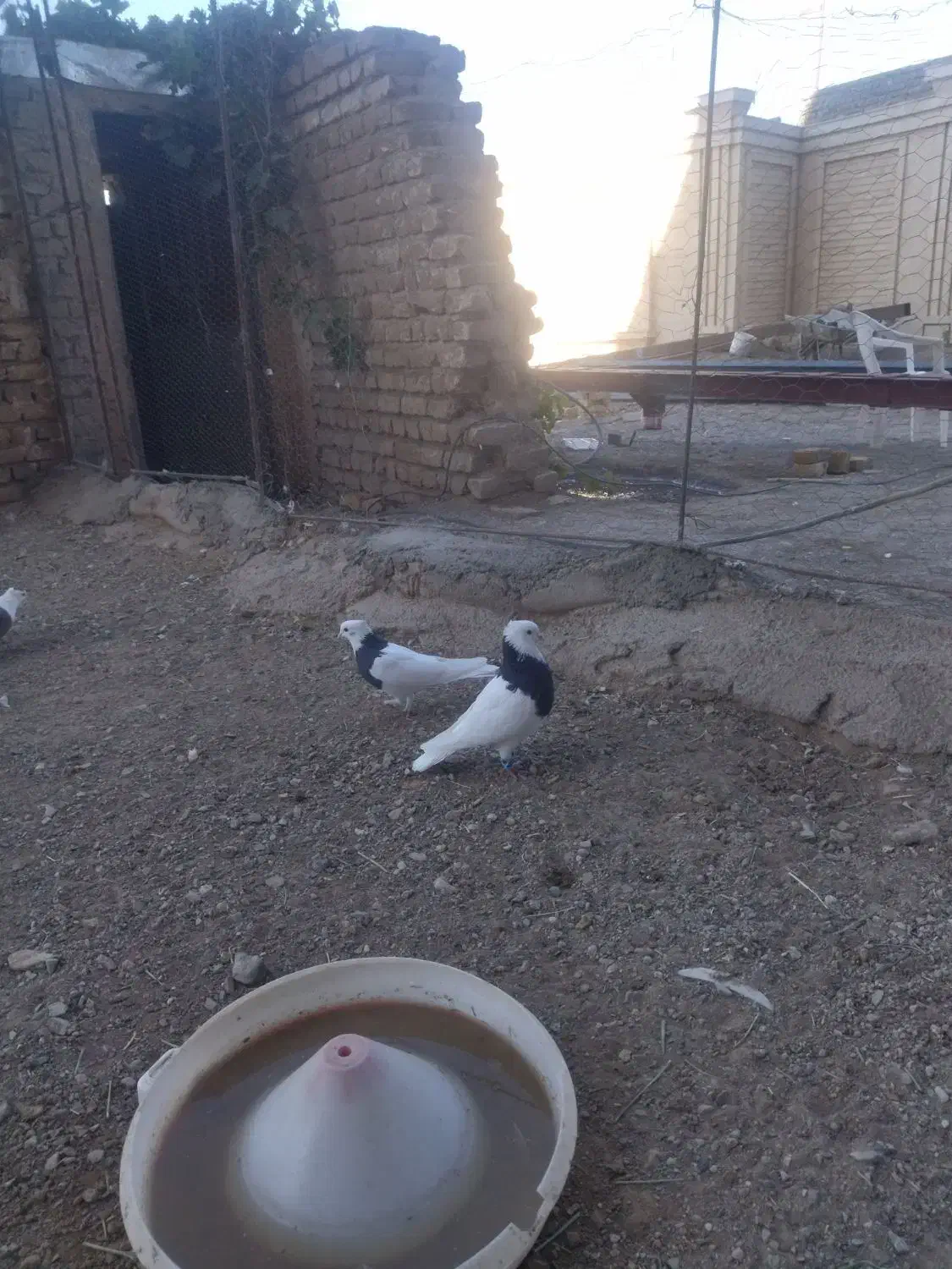 پرنده|پرنده|تربتحیدریه, شهرک ولیعصر|دیوار