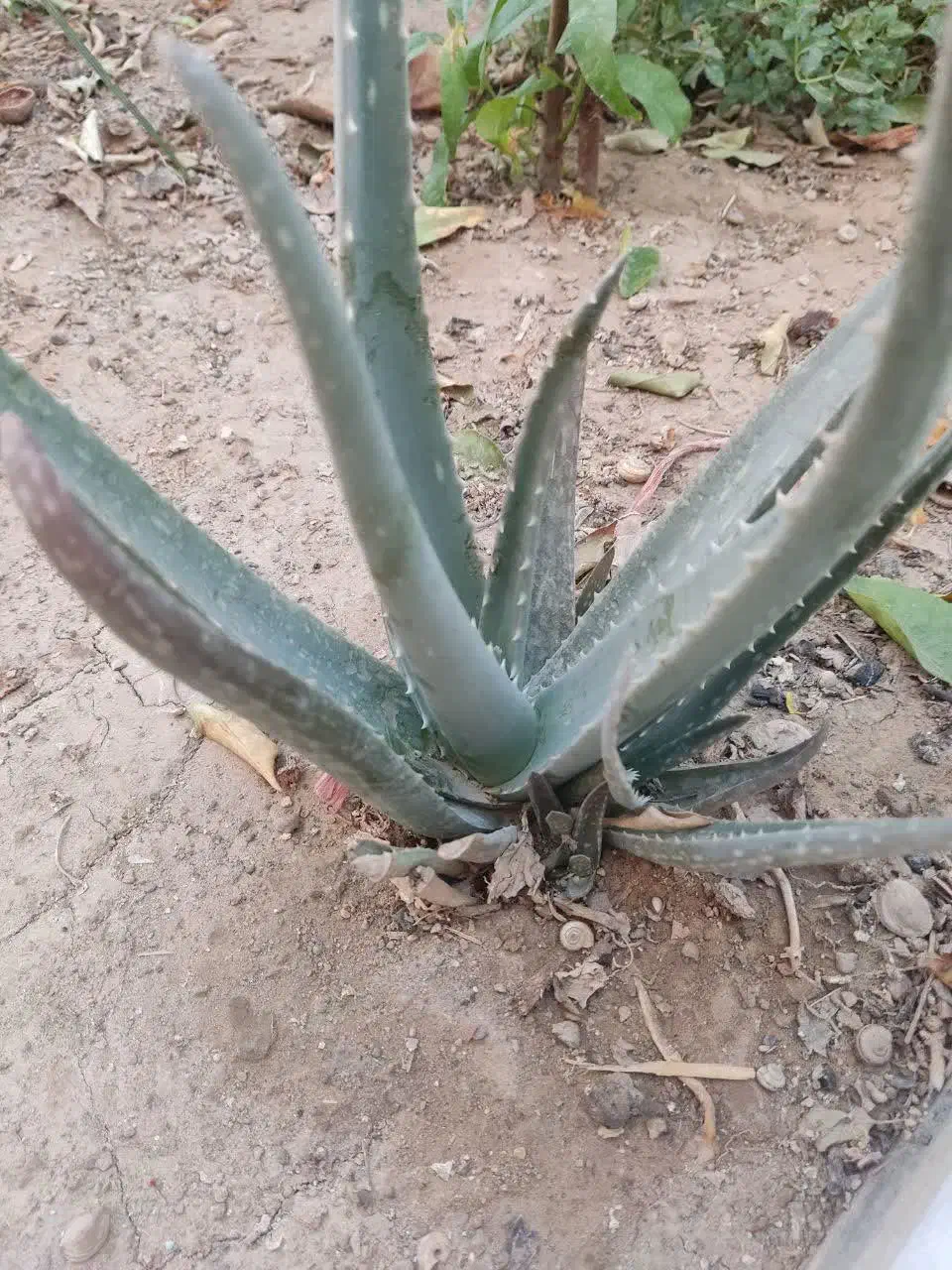 گل‌های طبیعی شاداب|گل و گیاه طبیعی|نجف‌آباد, قلعه سفید|دیوار