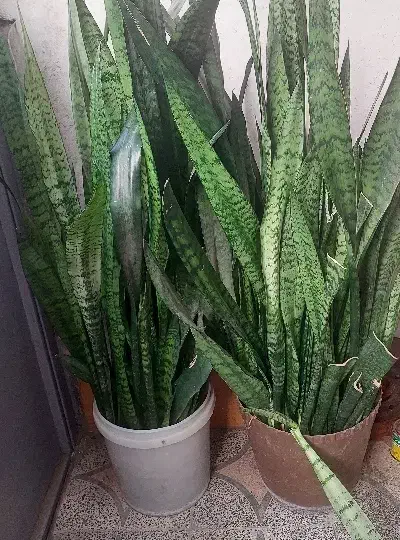 گل سانسوریا|گل و گیاه طبیعی|رشت, حمیدیان|دیوار