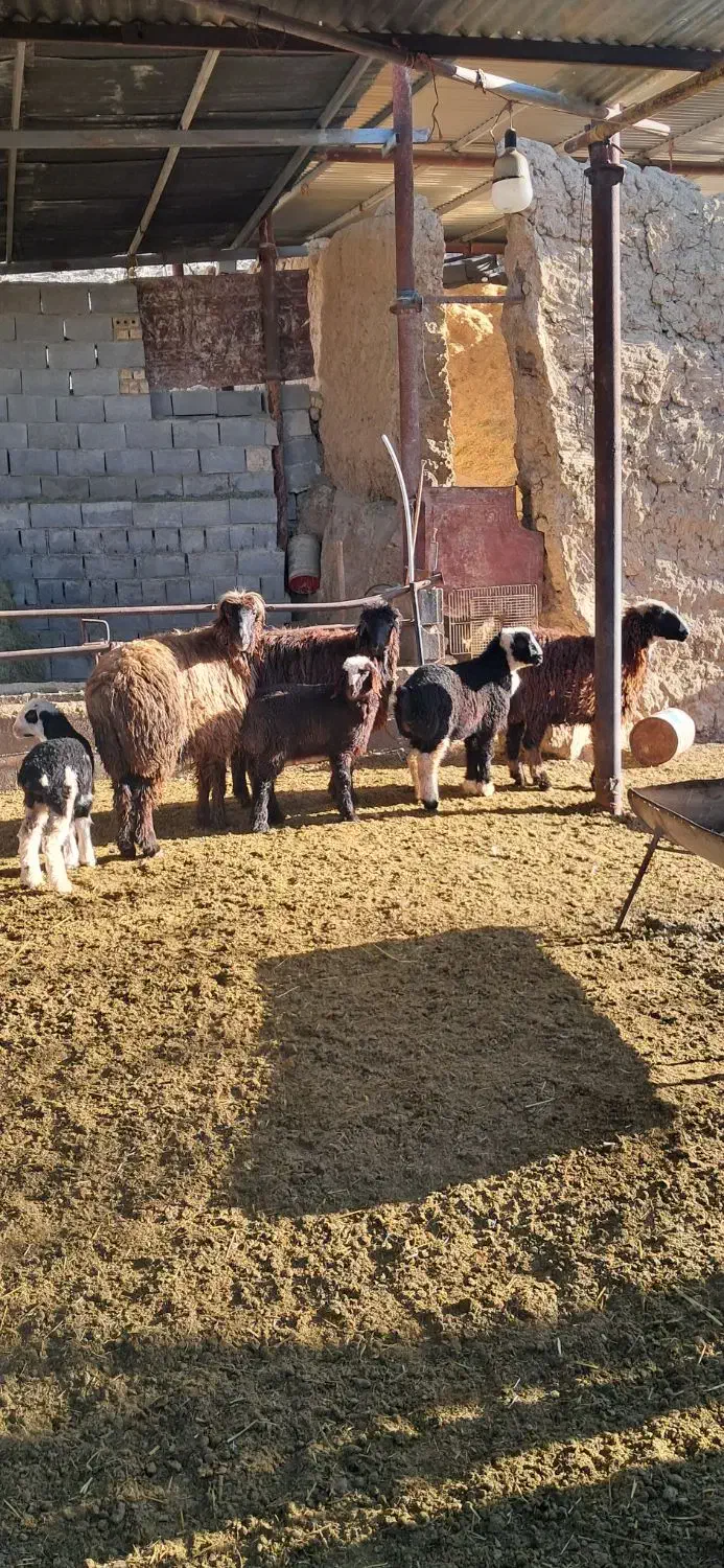 شیشک بره دار|حیوانات مزرعه|مرودشت, نقش رستم|دیوار