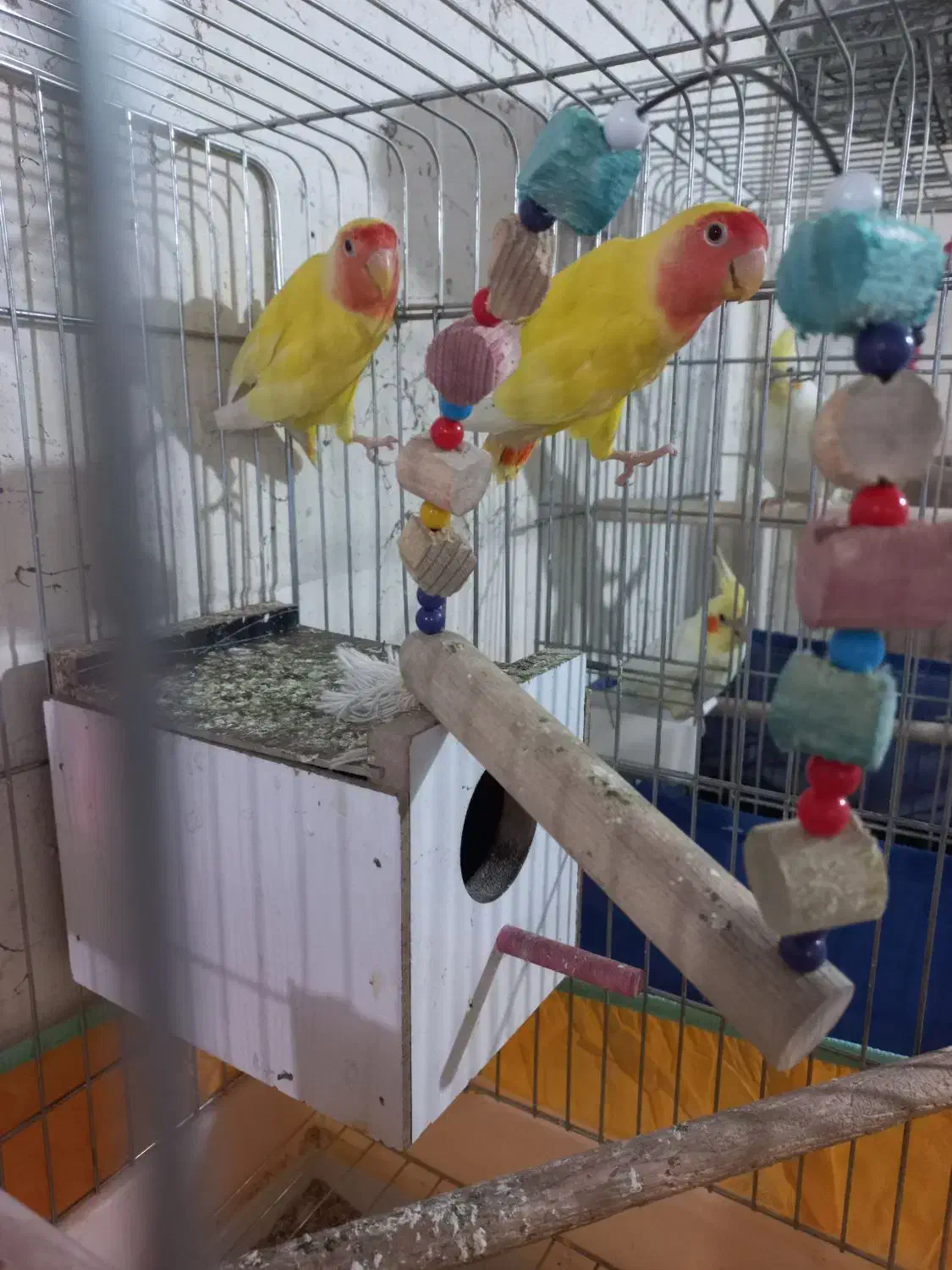 ی جفت برزیلی|پرنده|شوشتر, |دیوار