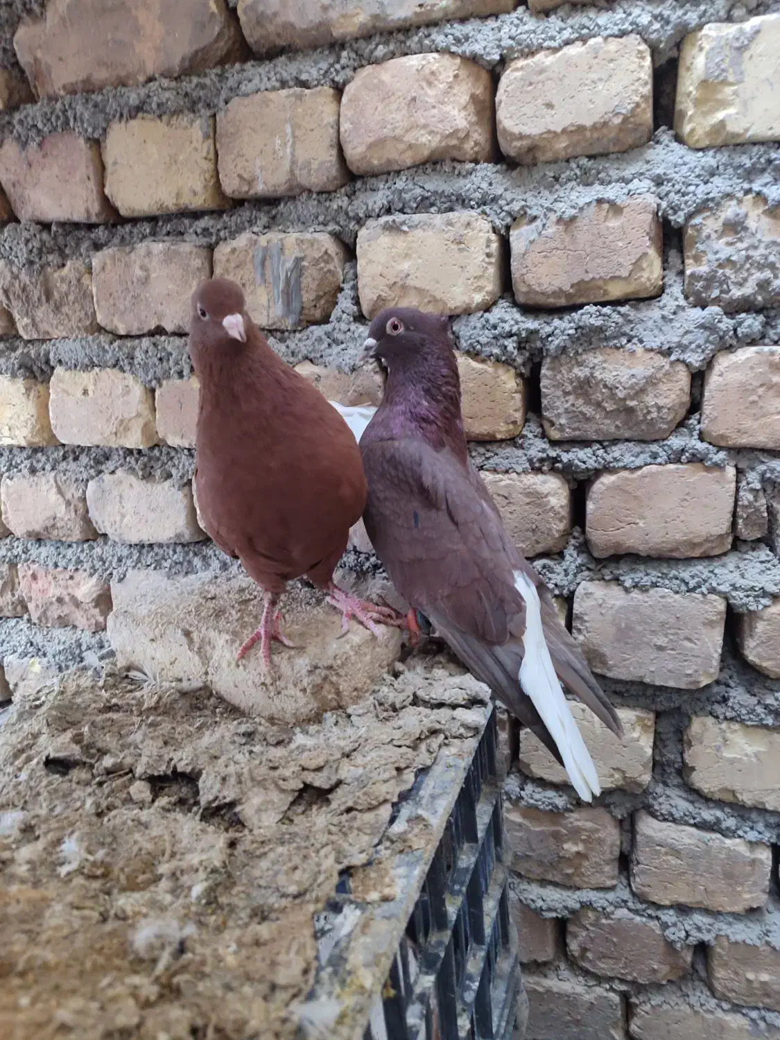 طوقی دم سفید سینه ای کله الماسی سرخ پرشی کله ای|پرنده|مبارکه, |دیوار