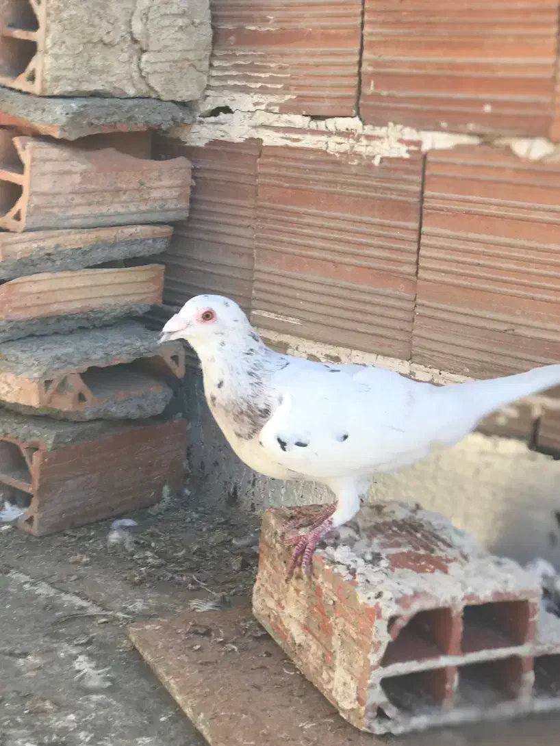 کفتر سرخ،سار،کرواتی|پرنده|شیروان (خراسان), |دیوار