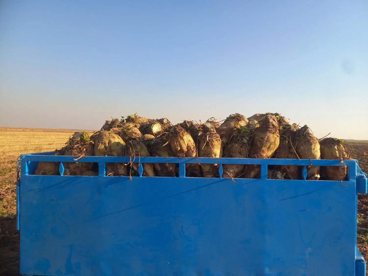 چغندر قند عمده خرده|خوردنی و آشامیدنی|بشاریات, |دیوار