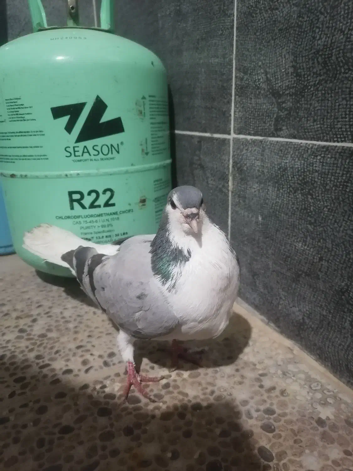 کبوترخوشرنگ سبز|پرنده|بندر گناوه, |دیوار