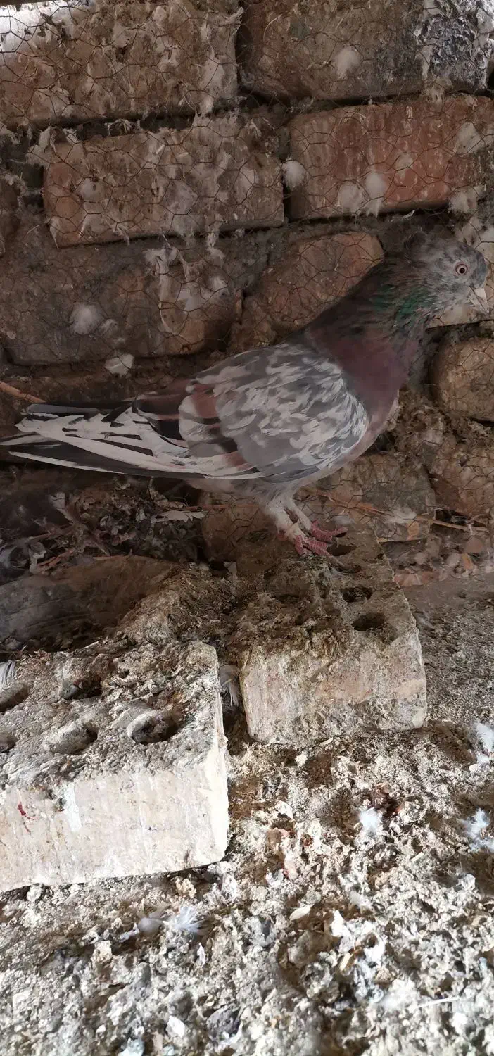 سرورپرشی|پرنده|مبارکه, |دیوار