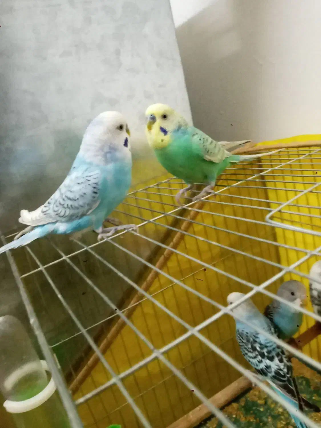 شش عدد مرغ عشق سالم|پرنده|ابهر, |دیوار