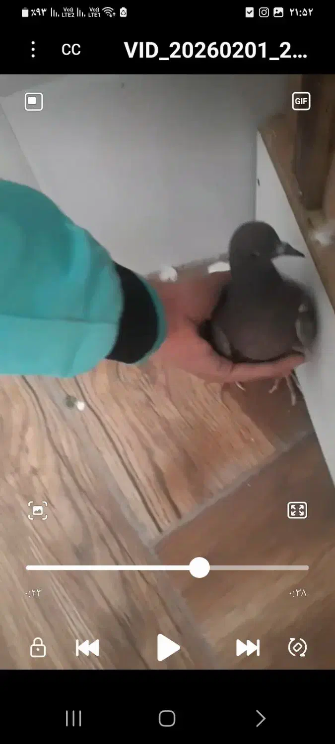 گمشده کفتر|حیوانات|قم, سید معصوم|دیوار