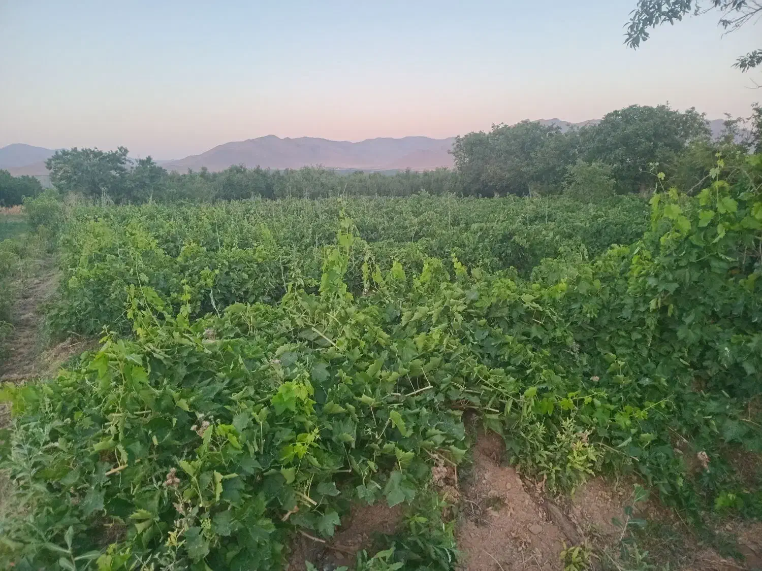 زمین کشاورزی. روستای اناج|فروش زمین و ملک کلنگی|قره چای, |دیوار