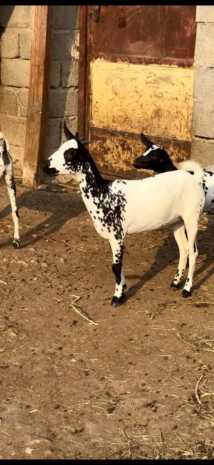 نابی بزغا|حیوانات مزرعه|سمنان, |دیوار