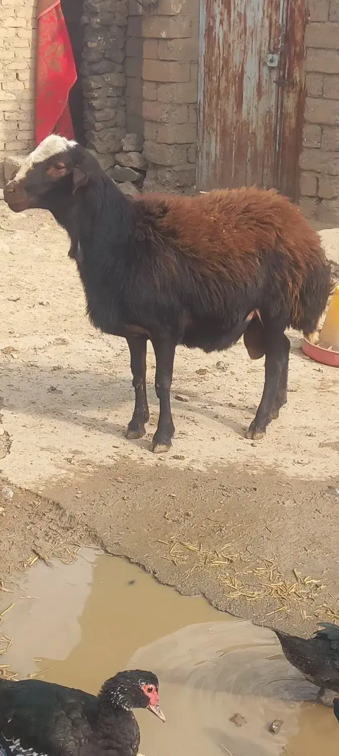 بره قوچ نژاد دار یک ساله|حیوانات مزرعه|صحنه, |دیوار