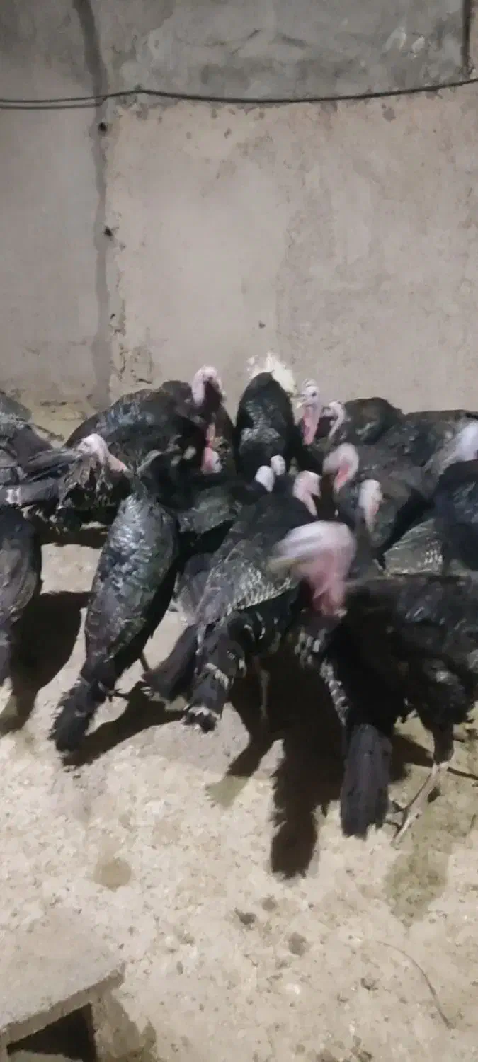 بوقلمون|حیوانات مزرعه|گرمسار, |دیوار