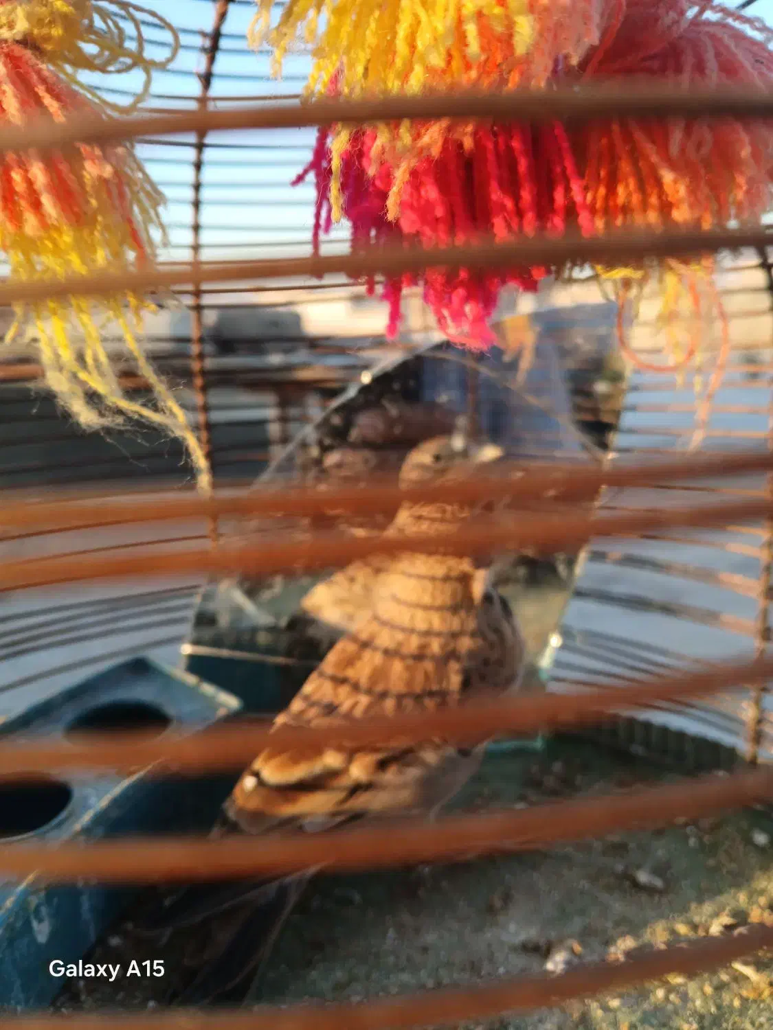 جوجه سهر قناری نر|پرنده|مبارکه, |دیوار