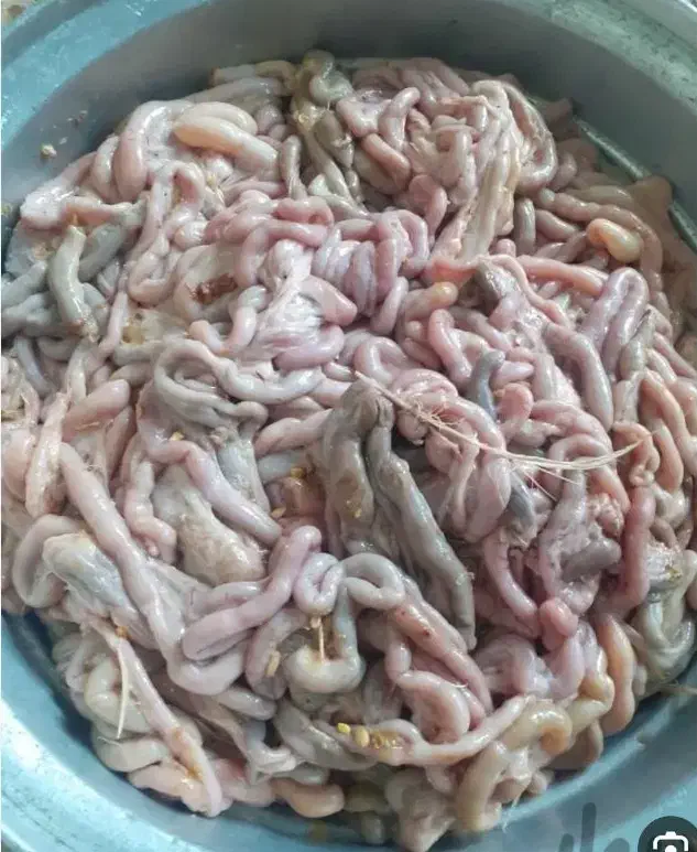 روده مرغ برای ماهی گیری|ماهیگیری|بندرعباس, |دیوار