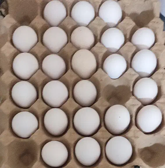 تخم مرغ گلین|حیوانات مزرعه|سرپل ذهاب, |دیوار