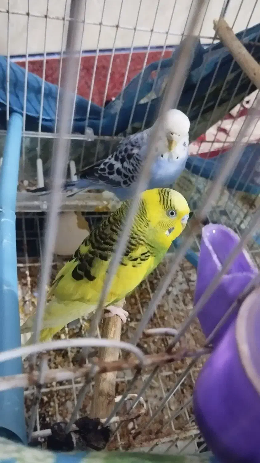 مرغ عشق|پرنده|مینودشت, |دیوار