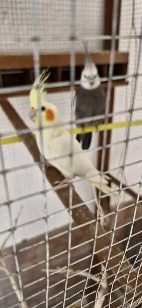 عروس هلندی|پرنده|انار, |دیوار