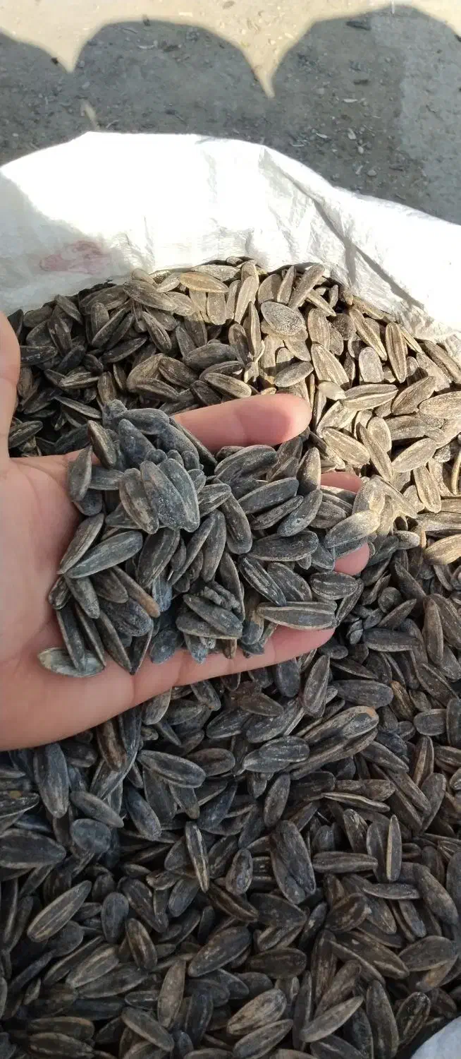 تخمه حراجی|خوردنی و آشامیدنی|شادگان, |دیوار