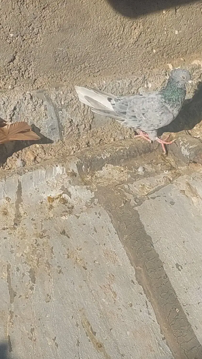 دم سفید،چپ|پرنده|تربت‌حیدریه, اندیشه|دیوار