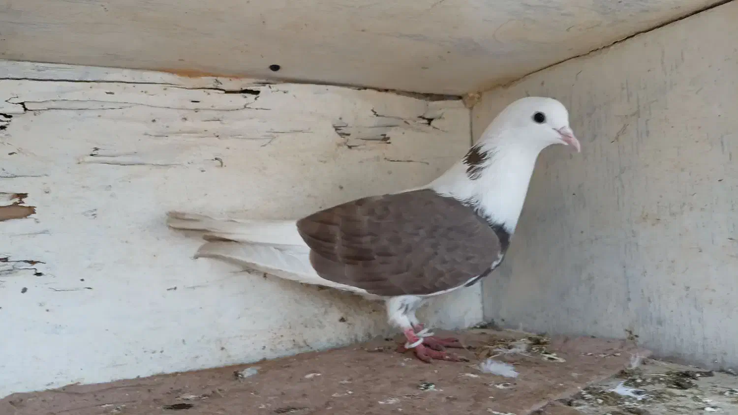 کفتر خوشگل|پرنده|رضوانشهر, |دیوار