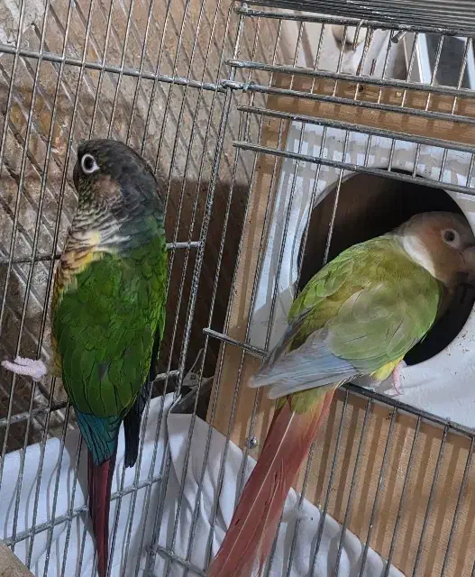 طوطی گرینچیک مولد و قفس ۴خان|پرنده|ری, سیزده آبان|دیوار