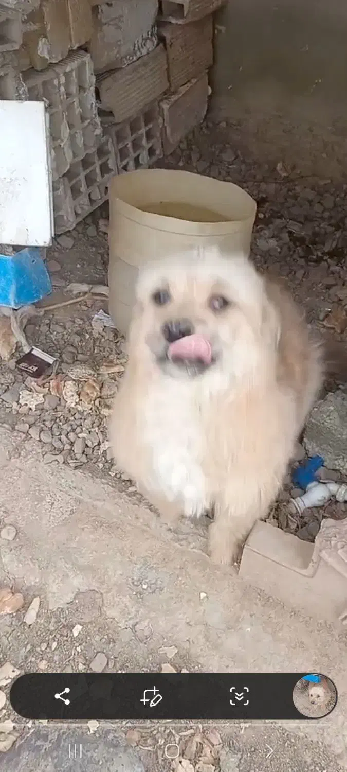 حیون|سگ|نظرآباد, احمد آباد|دیوار