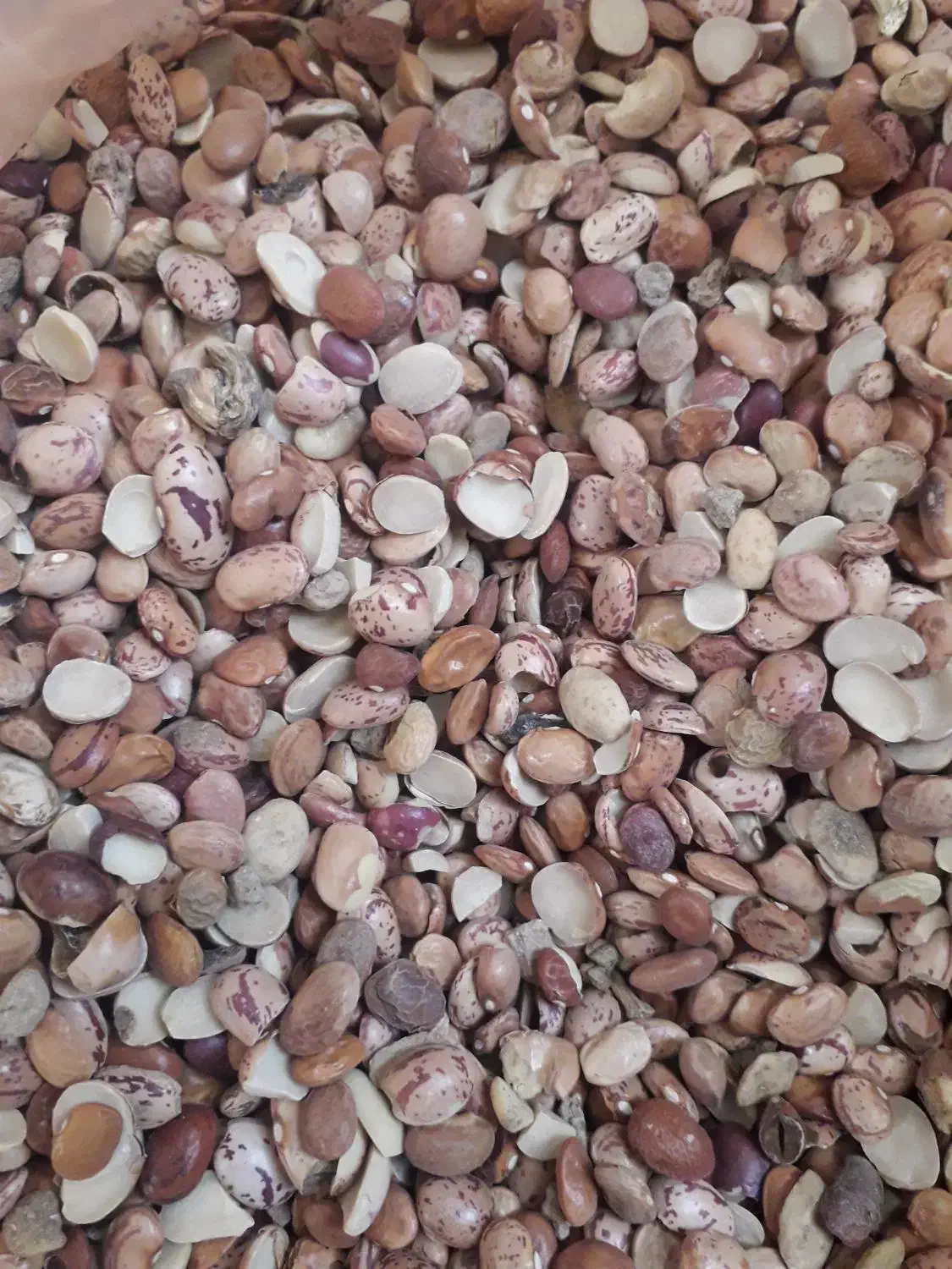 لوبیا چیتی شکسته|خوردنی و آشامیدنی|قم, انسجام|دیوار