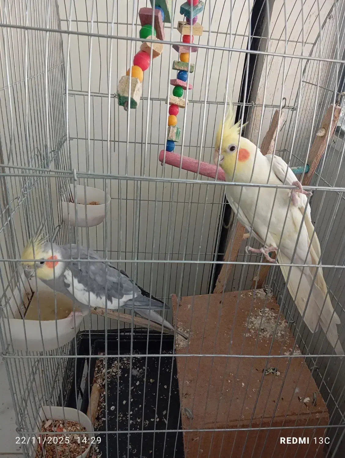 عروس سخنگو|پرنده|ری, شهرک نظامی|دیوار