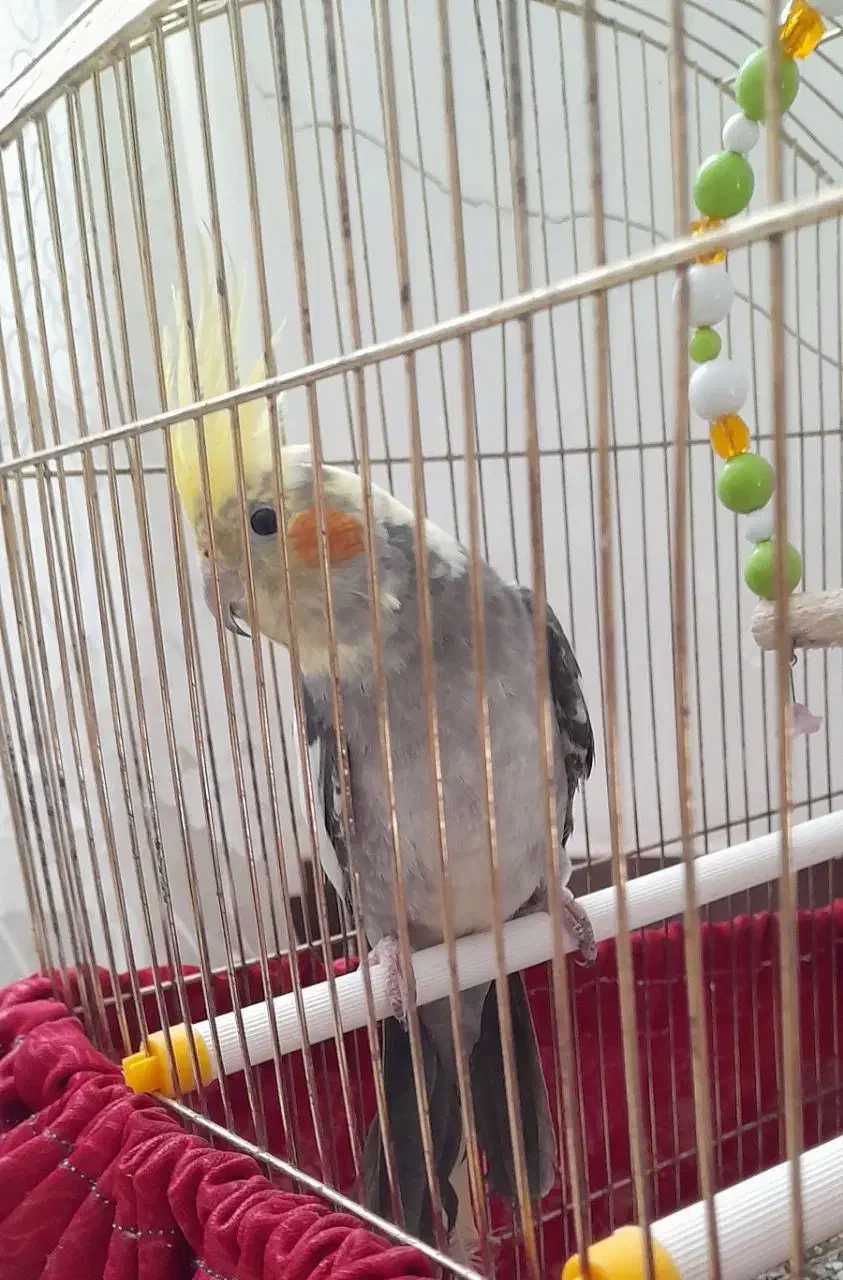 طوطی عروس|پرنده|ساری, |دیوار