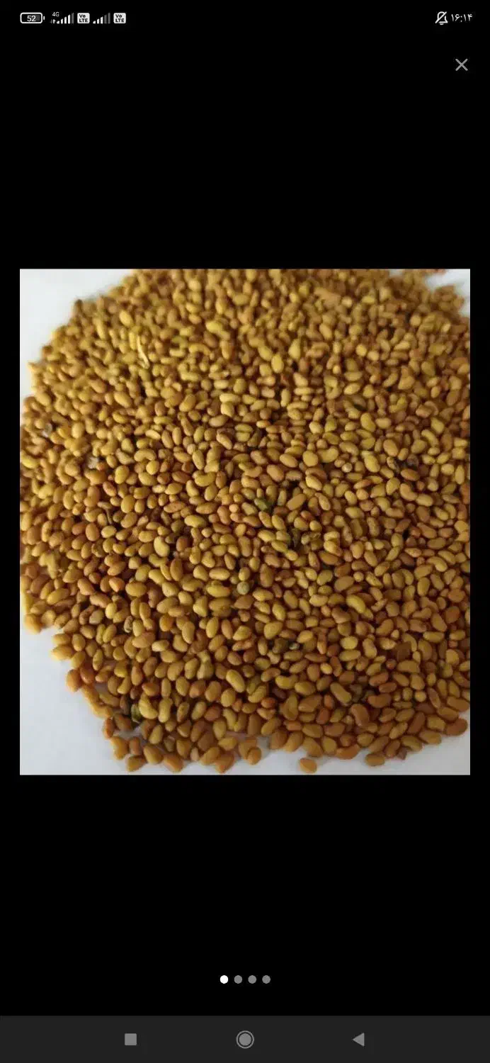 بذر یونجه محلی و وارداتی|خدمات باغبانی و درختکاری|شوشتر, |دیوار