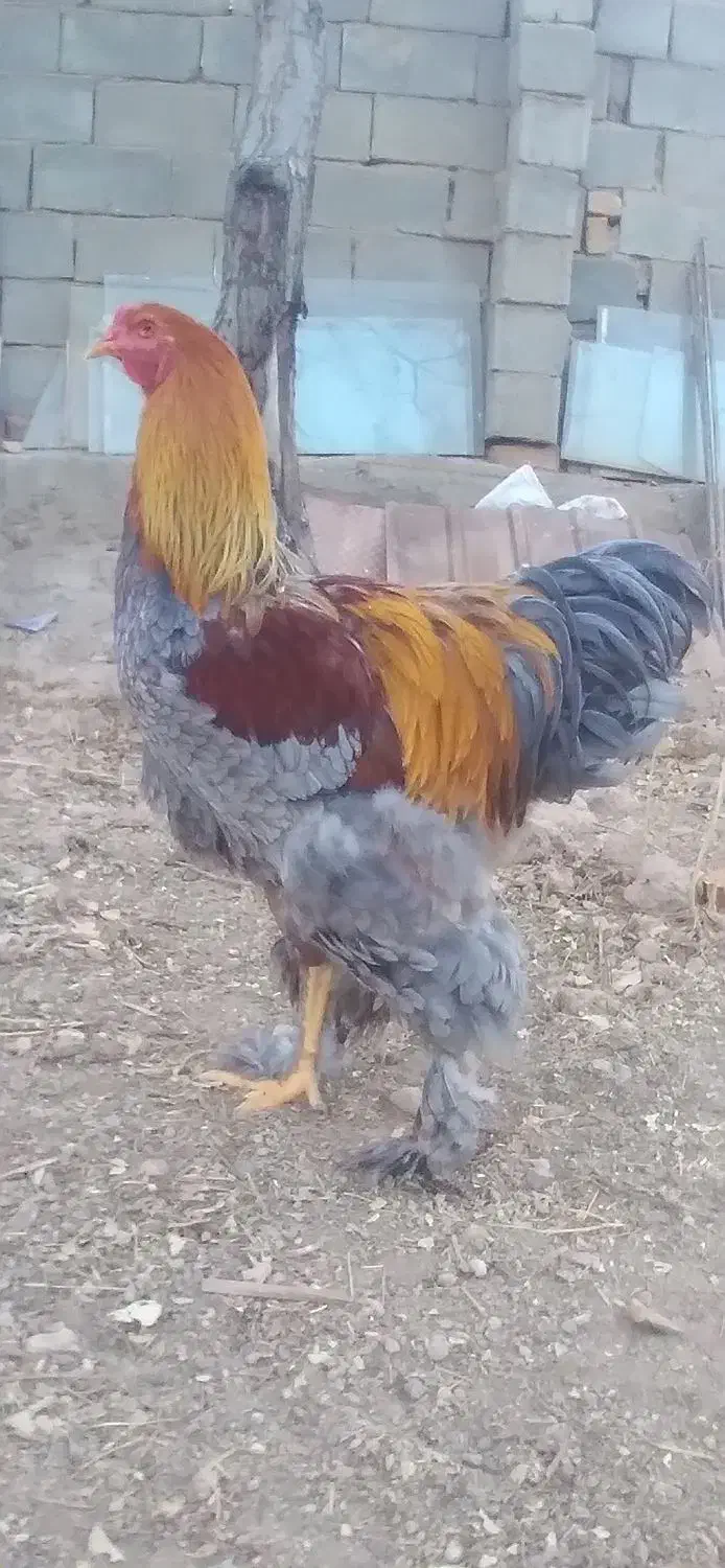 برهما اصیل|حیوانات مزرعه|قیدار, |دیوار